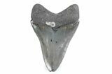 Serrated, Fossil Megalodon Tooth - Georgia #338690-1
